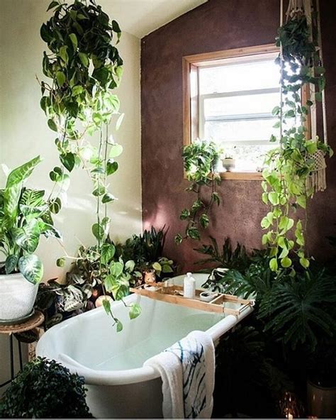 浴室 植物 風水 鐵樹 開花